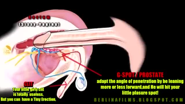 Sissy Anatomy